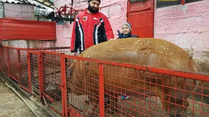 RECORD în România: Un gospodar şi-a îngrăşat porcul până a depăşit jumătate de tonă. În picioare, este cât Ghiţă Mureşan