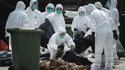 Alertă cu gripă aviară în Europa. Virusul este EXTREM de patogen. Ce măsuri au luat autorităţile UPDATE