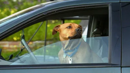 Maşinile parcate neregulamentar NU pot fi ridicate dacă înăuntru se află un câine