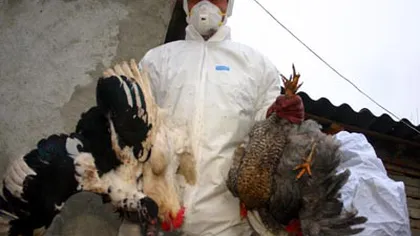 Cinci localităţi supravegheate de DSVSA în urma diagnosticării unor focare de gripă aviară în Bulgaria