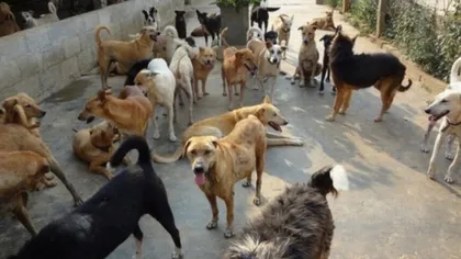 Femeie, în stare gravă la spital după ce a fost muşcată de 15 câini la Iaşi