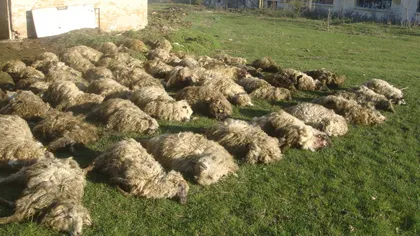 Peste 80 de oi de la o stână din Timiş au fost ucise de şacali