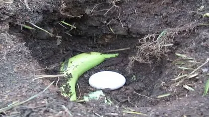 A îngropat un ou şi o banană în pământ! Motivul te va şoca