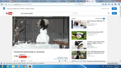 Cum de distrează un panda de Sărbători. Scene super-amuzante cu un om de zăpadă VIDEO