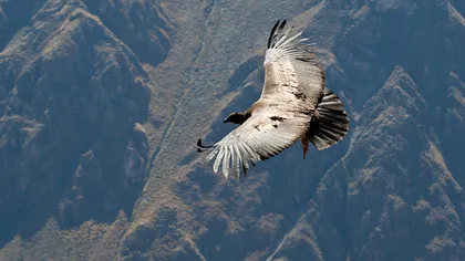 Povestea de suflet: Decizia vulturului din Anzi