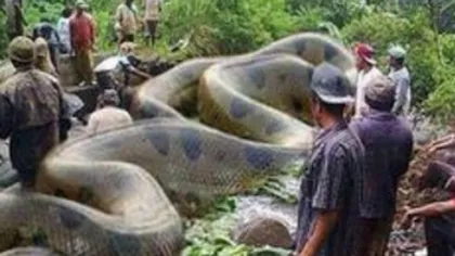 Un ţăran a găsit un Anaconda gigant mort la marginea pădurii. Ce a scos în burta lui a şocat întreaga planetă