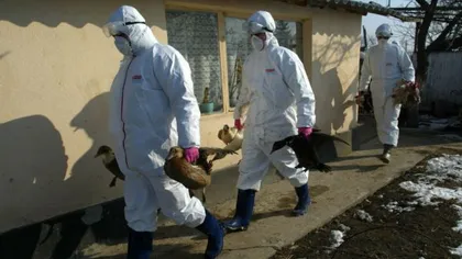 Toate focarele de gripă aviară din Tulcea au fost închise
