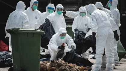 Suspiciuni de gripă aviară într-o localitate din judeţul Prahova