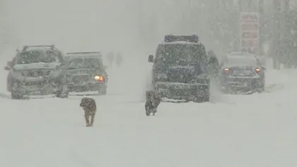 Viscolul face ravagii, şoferii sunt disperaţi din cauza vântului care spulberă zăpada. Probleme, pe mai multe drumuri naţionale UPDATE
