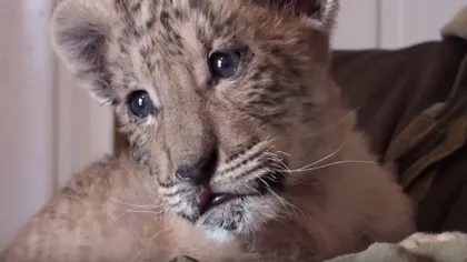 Imagini rare cu un pui de ligru. Felina s-a născut într-o grădină zoologică din Rusia VIDEO