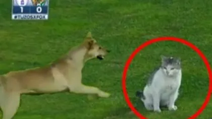 Iese câinele, intră pisica. Un meci din prima ligă a fost întrerupt de două ori de animale VIDEO