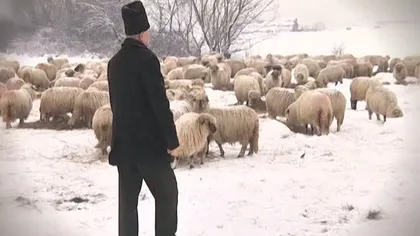 Povestea ciobanului care a fugit din ţară cu 1500 de oi, cu o lună înainte de Revoluţie