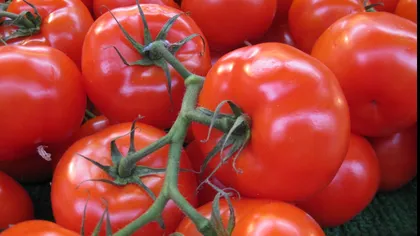 Guvernul dă bani pentru producătorii de tomate