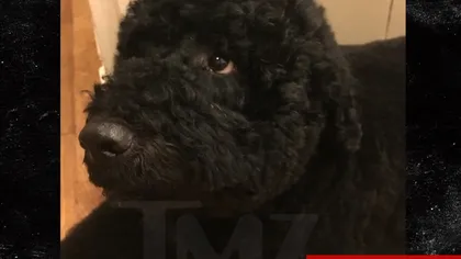 Unul dintre câinii lui Obama a muşcat o adolescentă invitată de preşedinte la Casa Albă