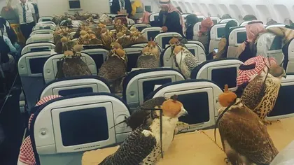 INEDIT. Un prinţ saudit a cumpărat locuri de pasageri în avion pentru 80 de păsări