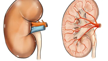 Ce analize de urină semnalează problemele renale