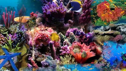 Cercetătorii anunţă un plan global de salvare a recifelor de corali, ce ar putea fi decimate până în 2050