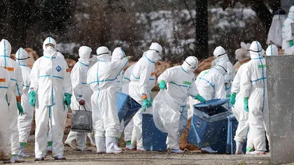 Celulă de criză la Bucureşti, după descoperirea pescăruşilor infestaţi cu gripă aviară. Ce măsuri au dispus autorităţile