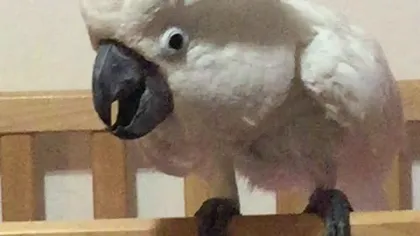 Papagalul care latră, noua senzaţie a Internetului - VIDEO