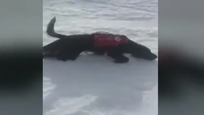 Pârtieee! Câine care se dă pe burtă pe zăpadă VIDEO