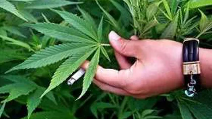 Guvernul canadian va legaliza marijuana până la 1 iulie din 2018