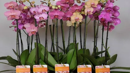 7 sfaturi preţioase pentru îngrijirea orhideei