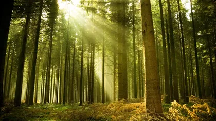 Ziua Naţională a Pădurii, promulgată de preşedintele Iohannis