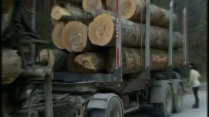 Om de afaceri condamnat la şase ani de închisoare pentru zeci de hectare de pădure tăiate ilegal