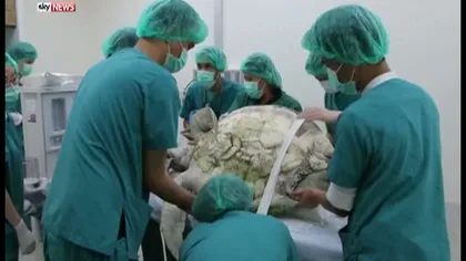 Ţestoasă operată de urgenţă de o echipă de medici. Ce au găsit doctorii în stomacul ei nu s-a mai pomenit VIDEO