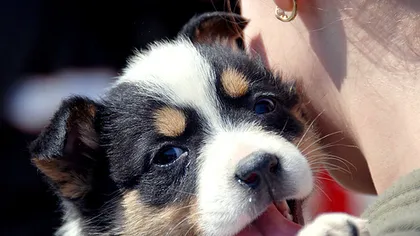 Târg de adopţii canine la adăpostul Primăriei Craiova