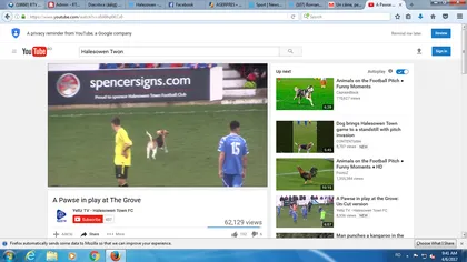 Moment amuzant la un meci de fotbal. Un câine a alergat şase minute pe teren, fără să fie prins VIDEO