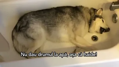 Cea mai amuzantă dispută dintre un căţel şi stăpânul său VIDEO