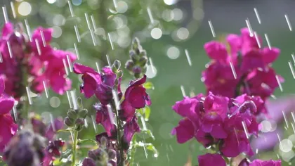 PROGNOZA METEO PE DOUĂ SĂPTĂMÂNI: Vreme instabilă de Florii şi de Paşte