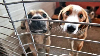 Medicii veterinari care supravegheau eutanasierea câinilor fără stăpân, ameninţaţi de iubitorii de animale