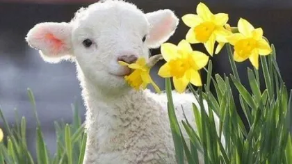24 aprilie este ultima zi în care mai este permisă transhumanţa oilor pe terenuri agricole