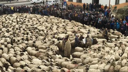 Protest cu mii de oi în faţa primăriei VIDEO