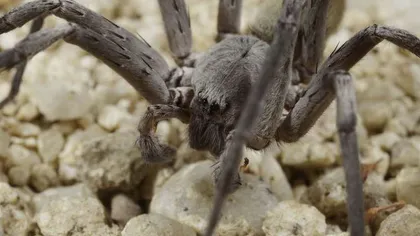 O nou specie de păianjen, descoperită. Vezi ce dimensiune uriaşă poate să aibă Califorctenus Cacachilensis