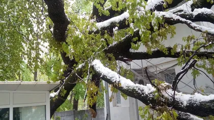 Vântul puternic face ravagii. Un copac a căzut peste clădirea farmaciei Spitalului din Câmpina
