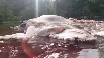 Rămăşiţele unei creaturi gigantice neidentificate, aduse de apă pe o plajă din Indonezia VIDEO