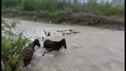 Inundaţiile fac prăpăd în ţară. Două căruţe cu patru cai, luate de ape în Prahova VIDEO