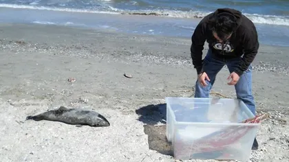 Şase pui de delfin au fost găsiţi morţi pe o plajă din Năvodari