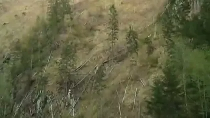 Jaf de proporţii în pădurile Bucovinei. Hoţii simulează dezastre pentru a fura lemnul VIDEO