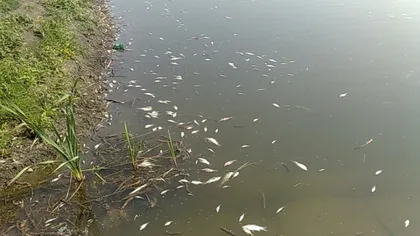 Zeci de peşti au fost găsiţi morţi în râul Olt. DSVSA şi DSP au recoltat probe