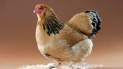 Timp de doua săptămâni, un fermier a crezut că găina cloceşte ouăle. Când a văzut ce ascundea pasărea, a rămas împietrit VIDEO