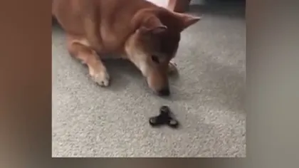 Câinele fascinat de o jucărie anti-stres VIDEO