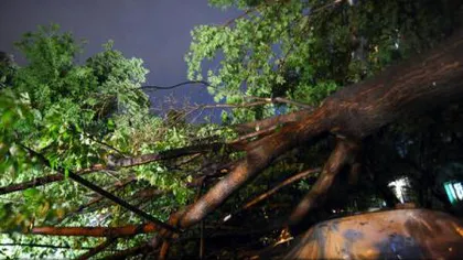 Ploaia şi vijelia au rupt copaci pe DN 5, la Adunaţii Copăceni, iar carosabilul pe DN 6, la Buda, a fost inundat