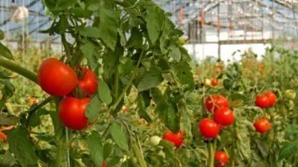 Atenţie la roşiile colorate artificial! Producătorii au accelerat creşterea legumelor pentru a lua banii de la Guvern