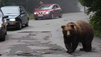 Urşii se plimbă nestingheriţi pe străzile din staţiunea Băile Tuşnad. Oamenii sunt speriaţi şi cer ajutorul