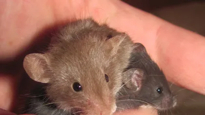 Ce se înseamnă dacă visezi şoareci