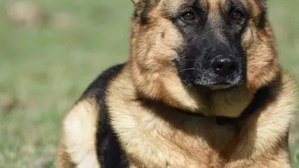 Câine scos la licitaţie de Inspectoratul pentru Situaţii de Urgenţă Vaslui. Preţul porneşte de la 1.900 de lei